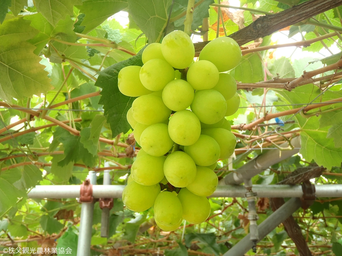 aaa