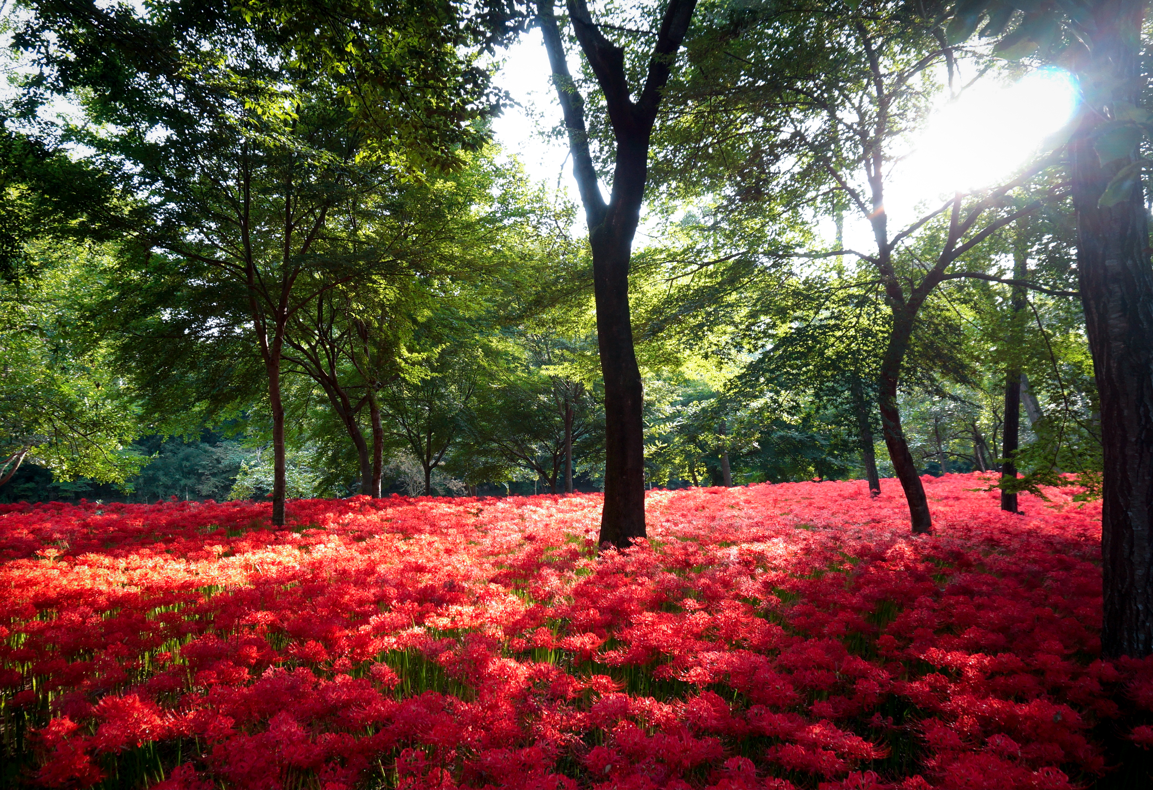 aa