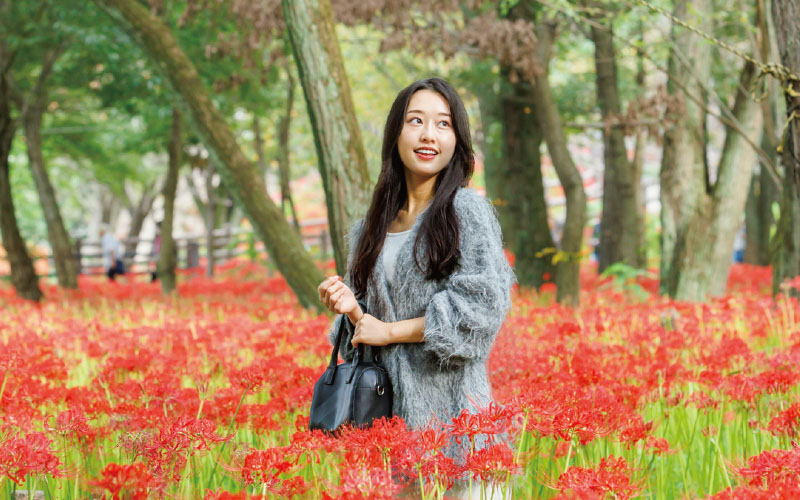 SPOT01 巾着田曼珠沙華公園(きんちゃくだまんじゅしゃげこうえん)