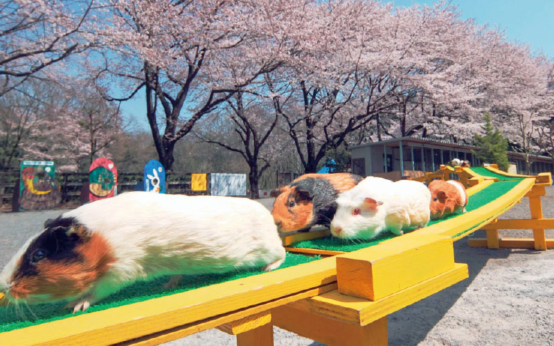 智光山公園 こども動物園