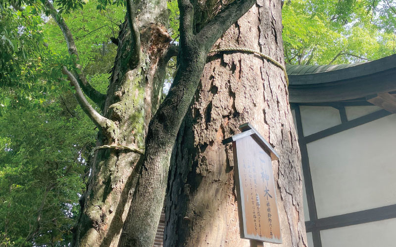 川越氷川神社