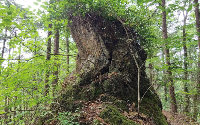 武甲山を眺める琴平丘陵ハイキング