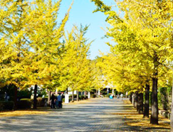 Experience Chichibu: Autumn